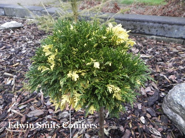 Chamaecyparis lawsoniana 'Guernsey Cream'